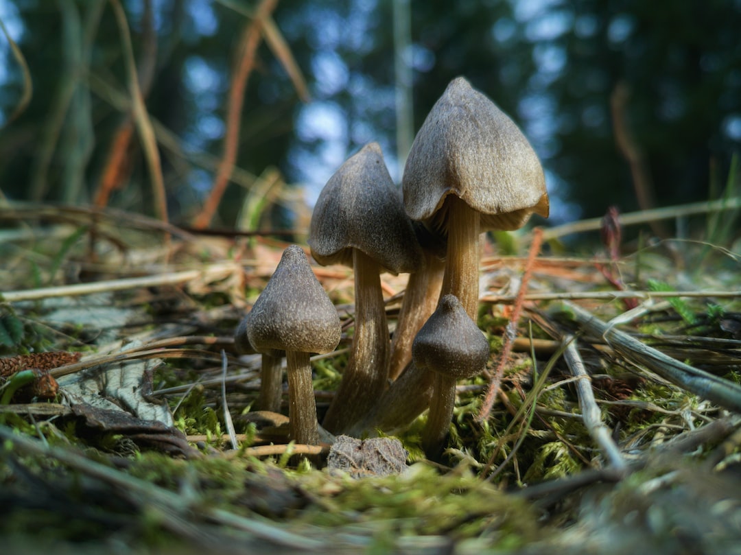 Are Mushroom Spores Legal?