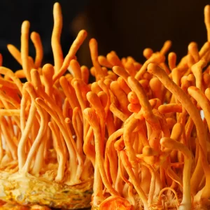 Cordyceps Militaris